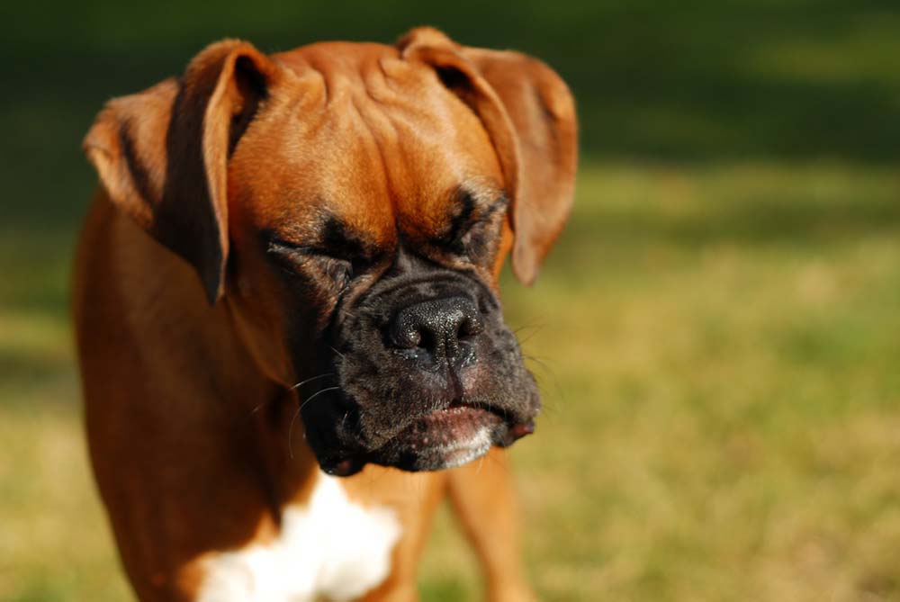 boxer dog sneezing