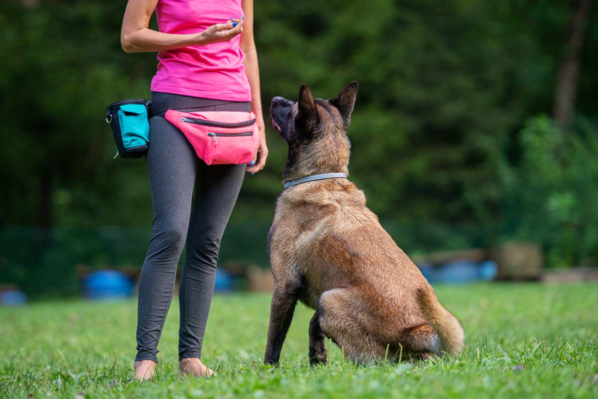 dog training outside