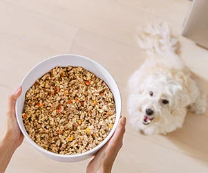 white dog anticipating food