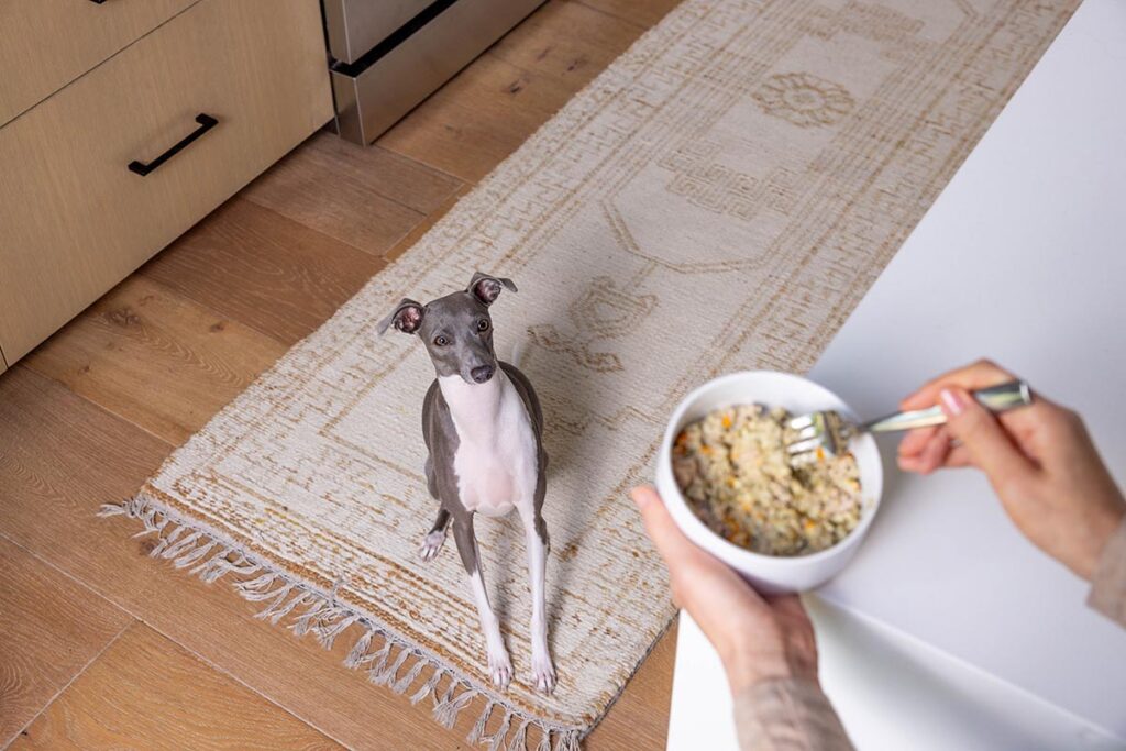 dog looking at food bowl
