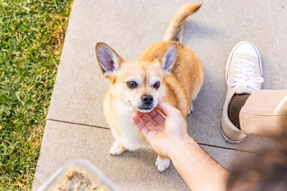 little dog getting chin scratchies