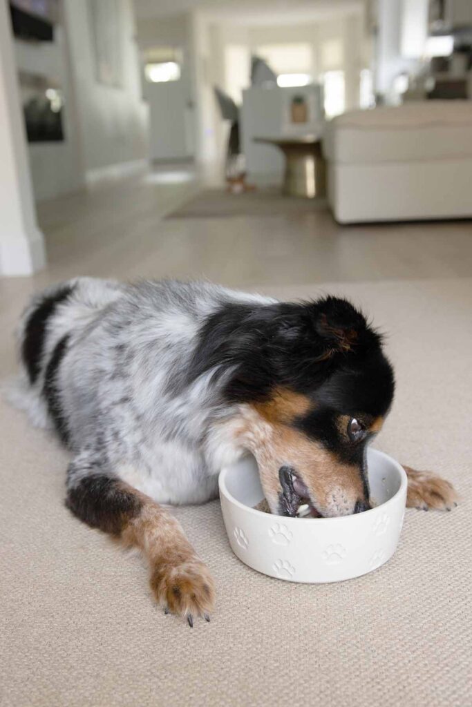 dog noming on food