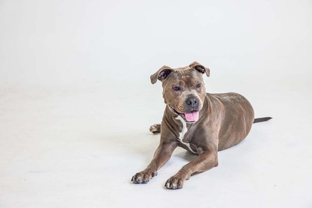 senior pittie smiling