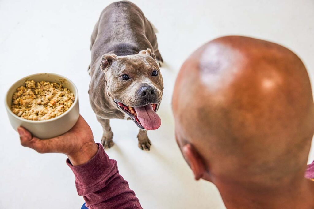 adorable senior dog getting fed