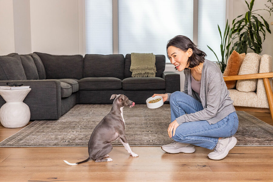 whippet dog getting dinner