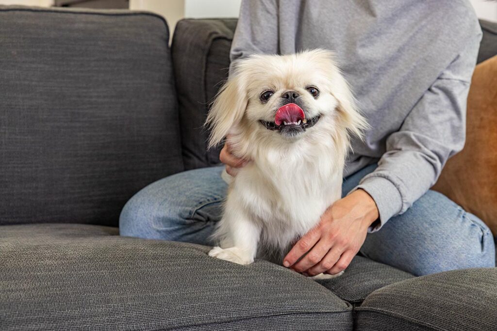 little dog on sofa