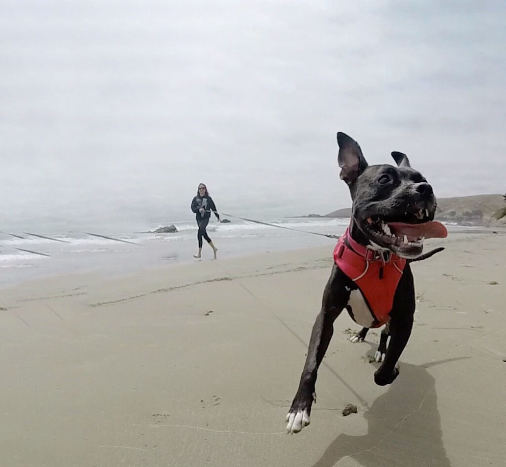 dog having fun at the beach