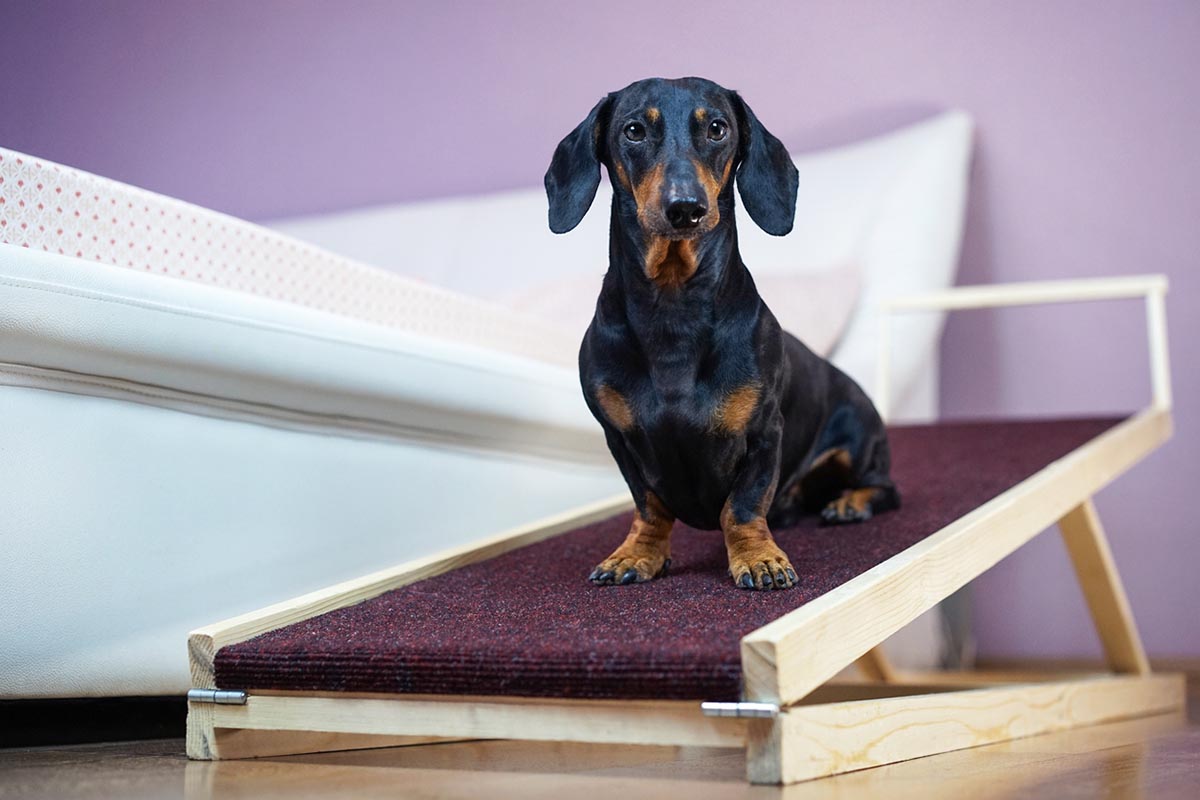 help dog arthritis at home