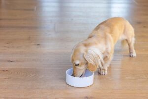 Shower Thought: Can Humans Eat Dog Food?