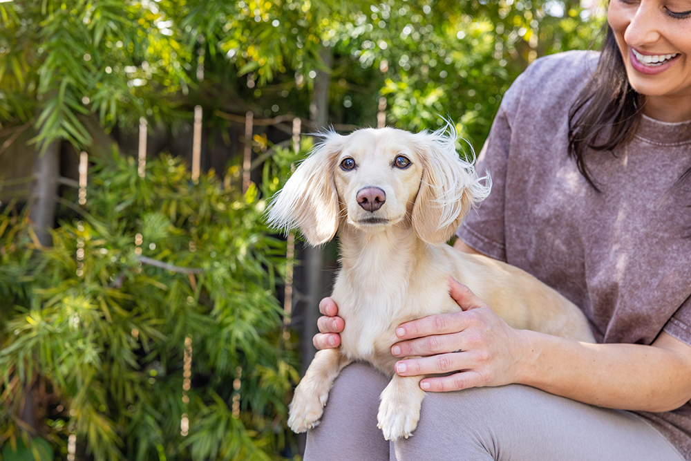 dachshund health problems