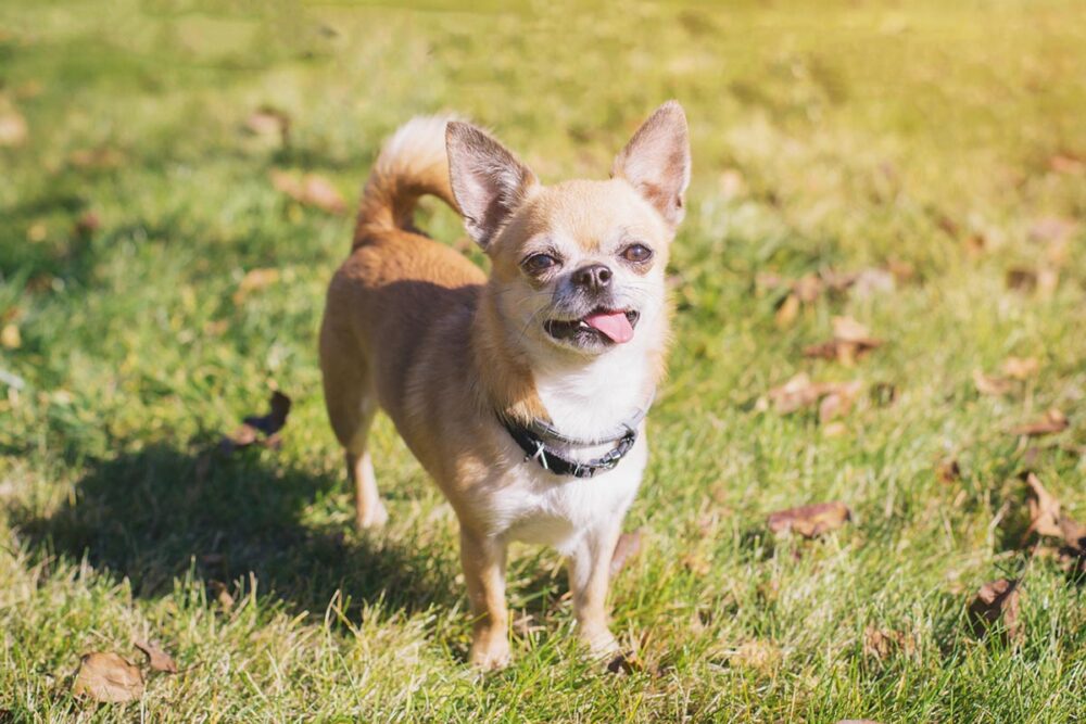 chihuahua on grass