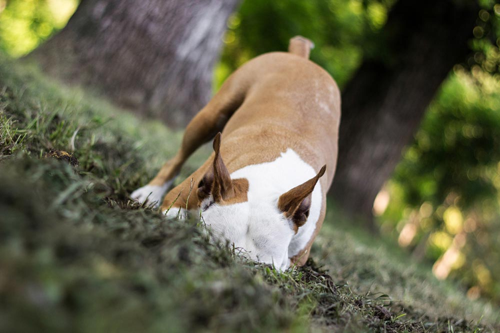 dog burying food in ground