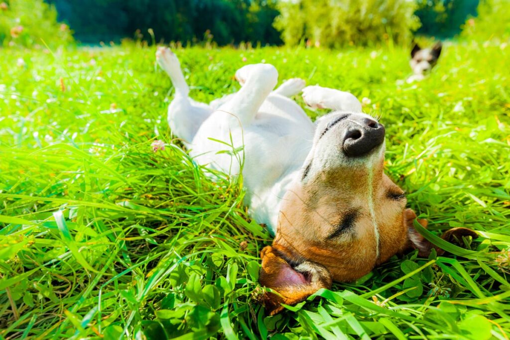 dog sunbathing in grass