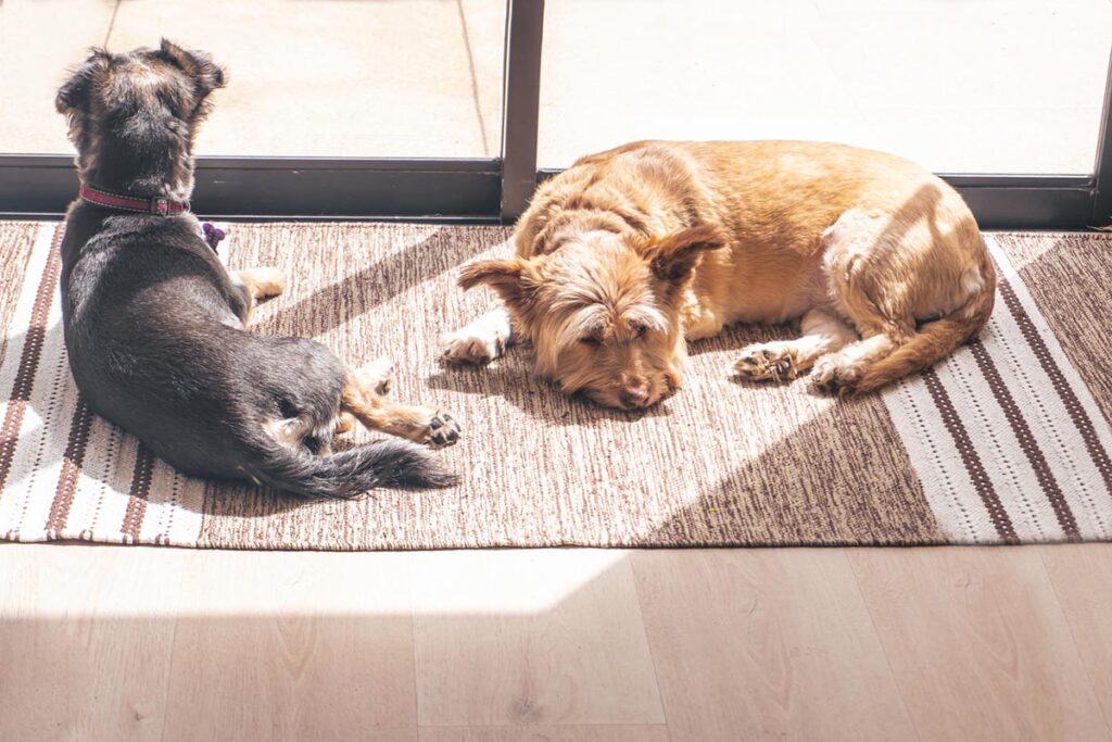two dogs sunbathing