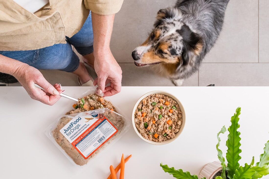 dog anticipating food