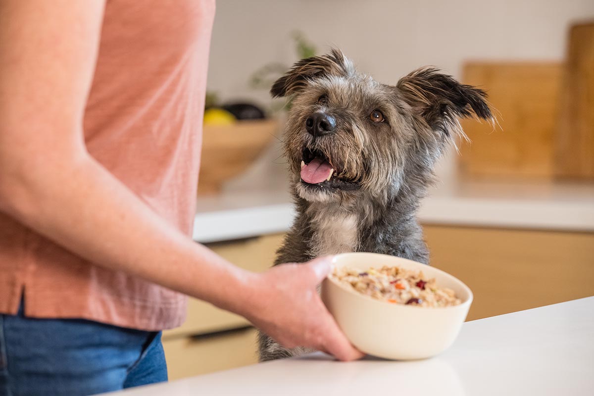 happy dog getting food