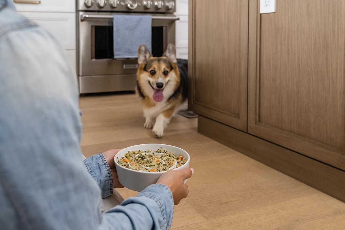 dog running to get food