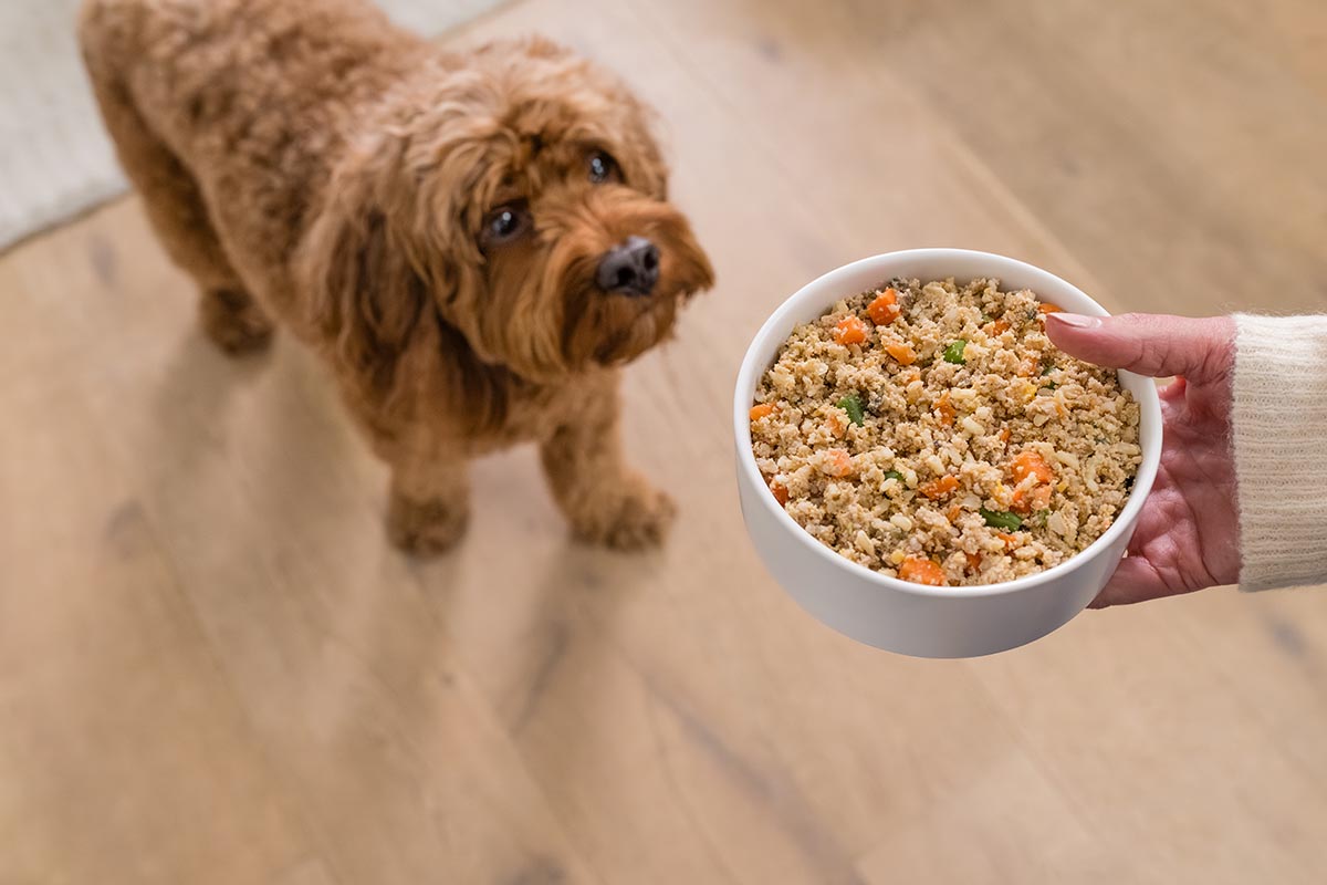 dog being served his food bowl
