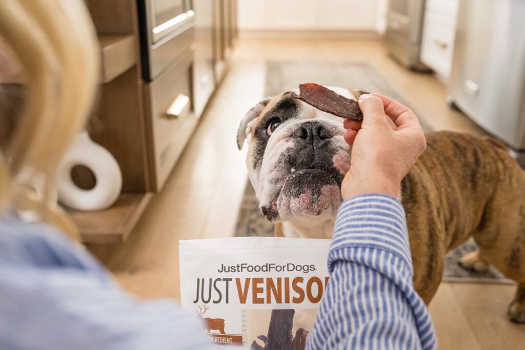 english bulldog with venison treat