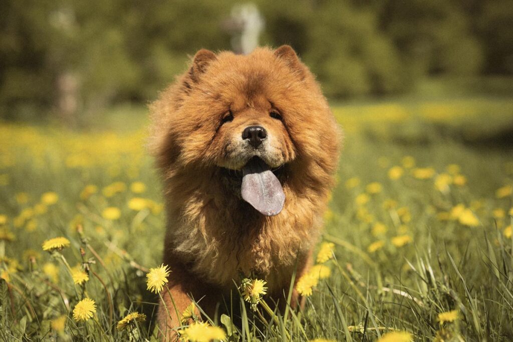 chow chow