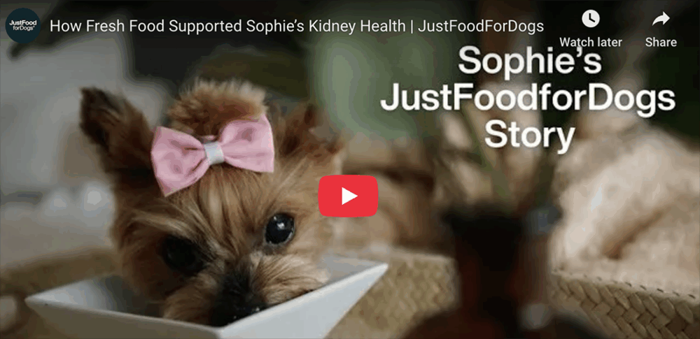 sophie the yorkie