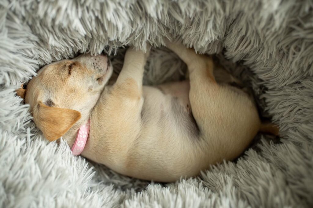 dog curled up in a bed