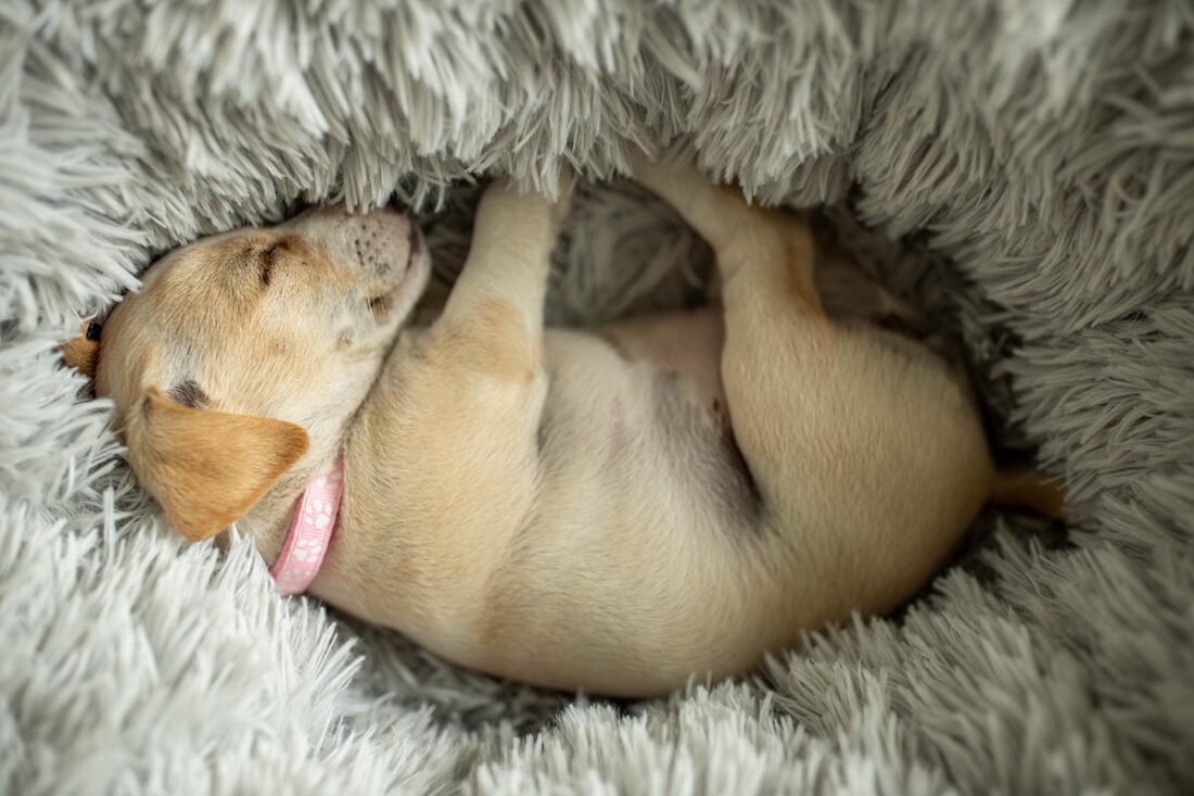 dog curled up in a bed