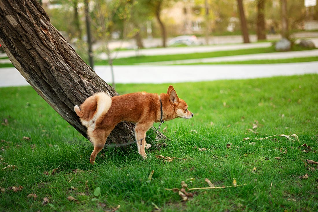 dog scent marking