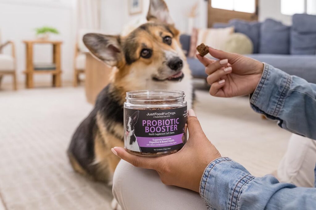 corgi getting a probiotic chew