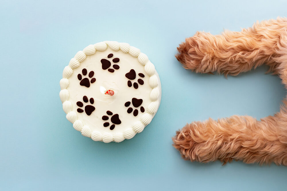 dog cake recipe