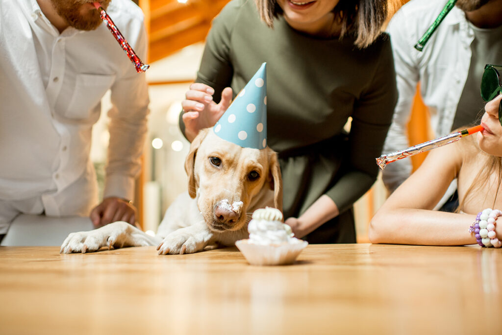 dog eating birthday cake