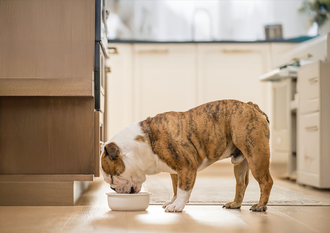 english bulldog eating