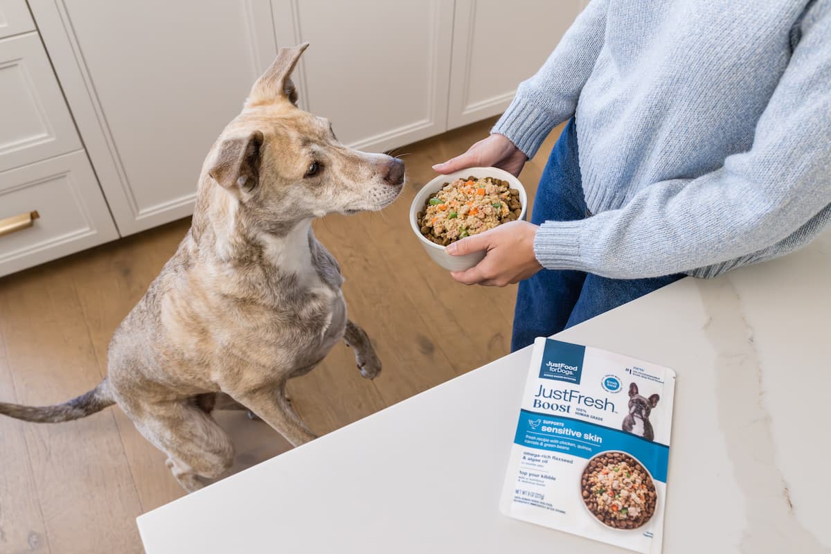 dog getting food with fresh topper