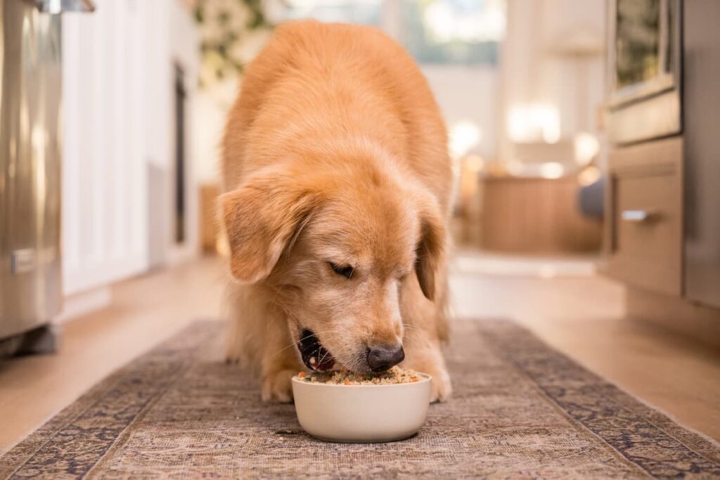 golden retriever eating