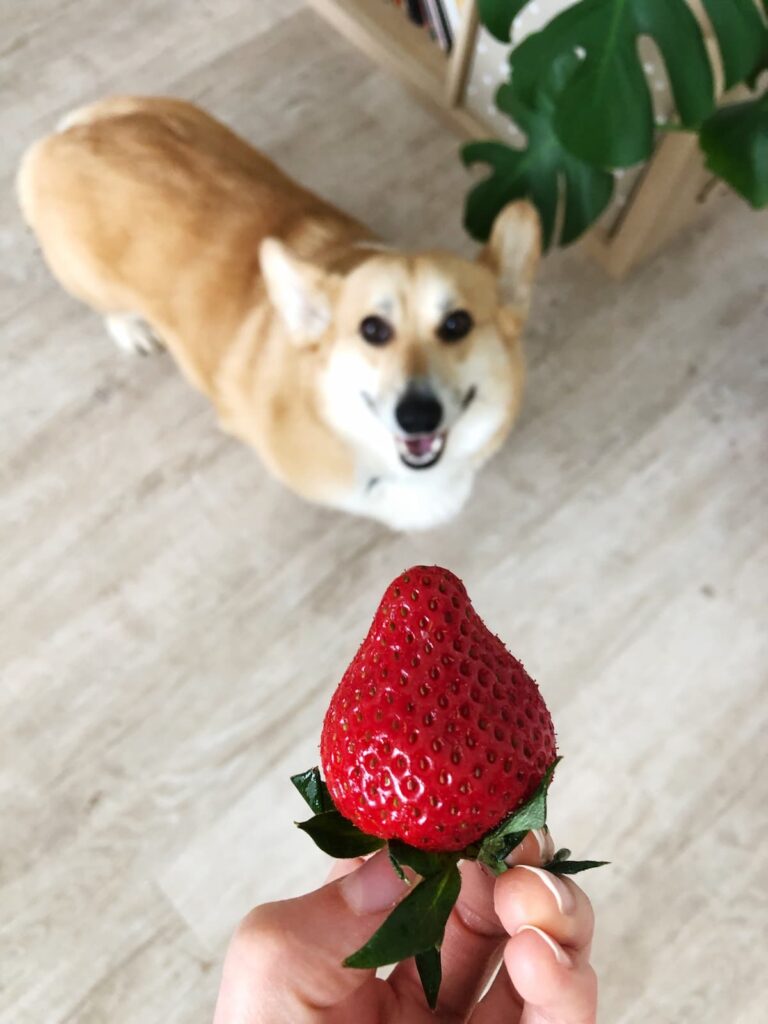 corgi looking at a strawberry