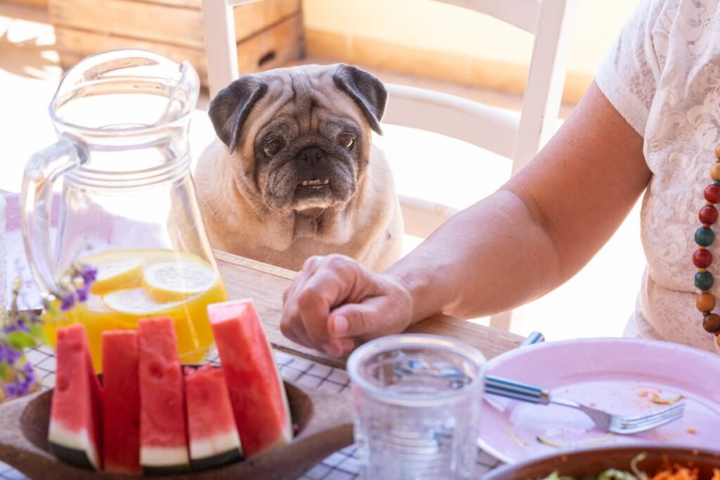 pug looking at watermelon