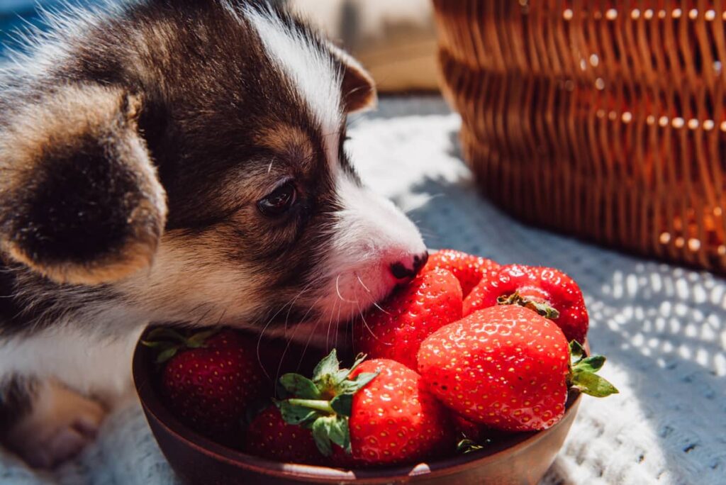 puppy sniffing a strawberry