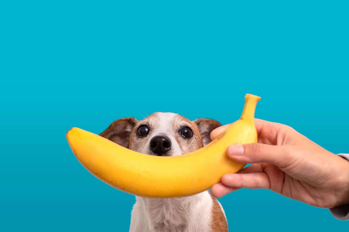 can dogs eat bananas