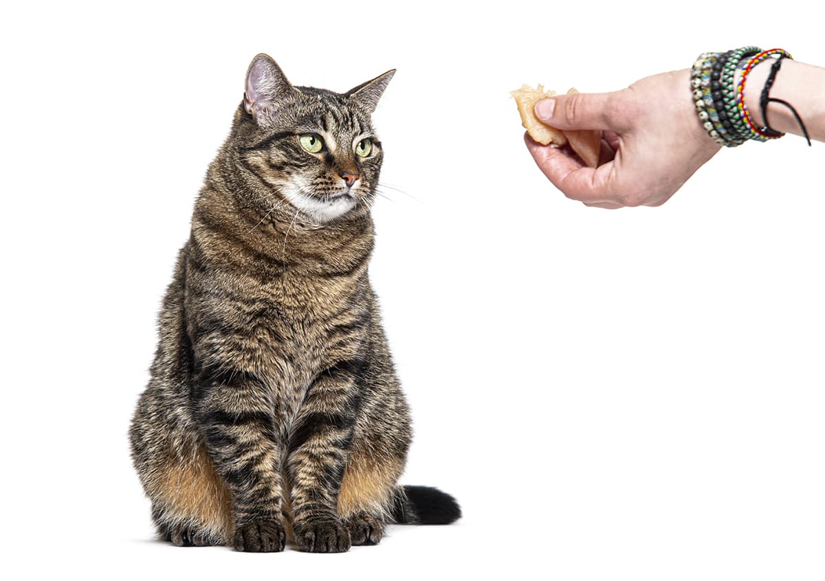 cat looking at a hand holding homemade cat treat