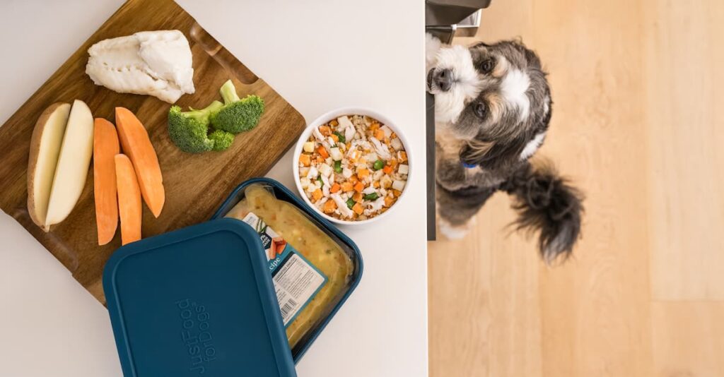 dog looking up at food on counter
