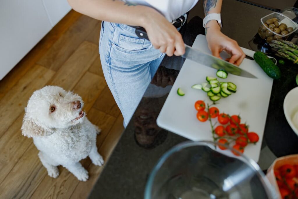 dog watching human slice cucumbers