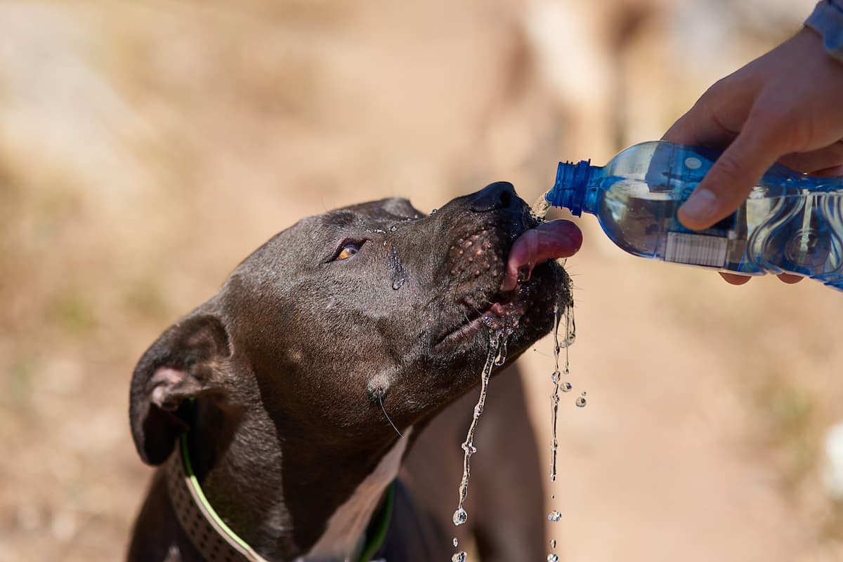 dog drinking water