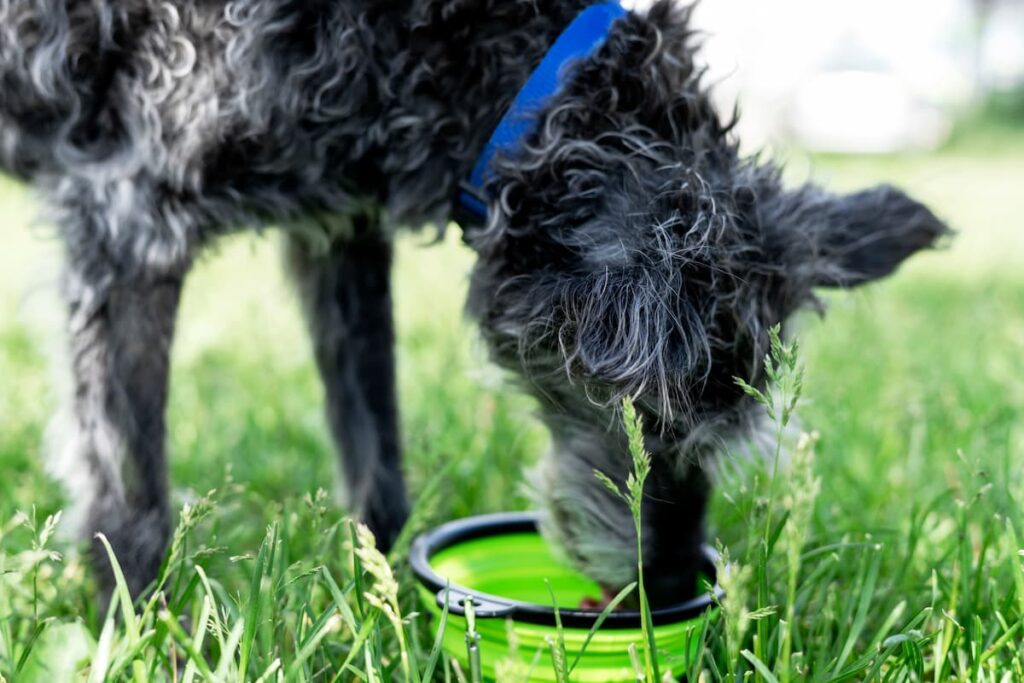 dog drinking water outside