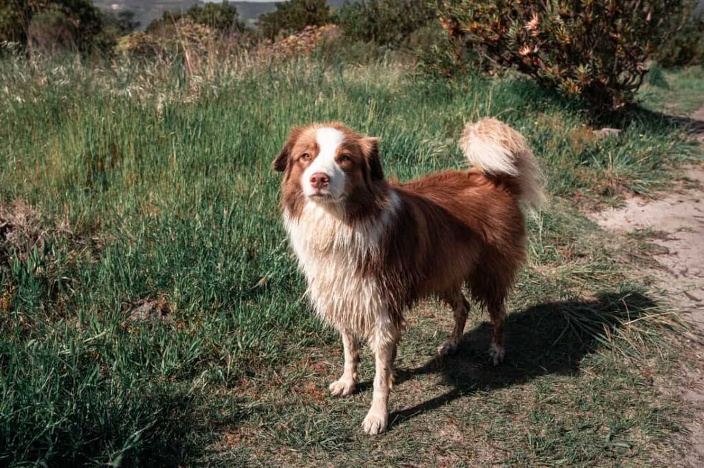 shepherd dog next to rosemary field