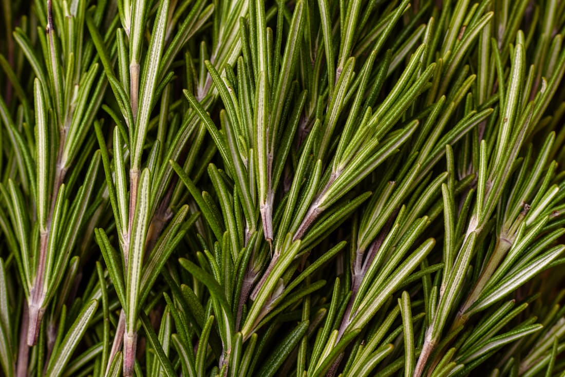 rosemary sprigs
