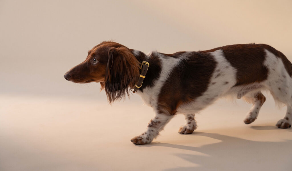 What to feed a dog with an upset stomach