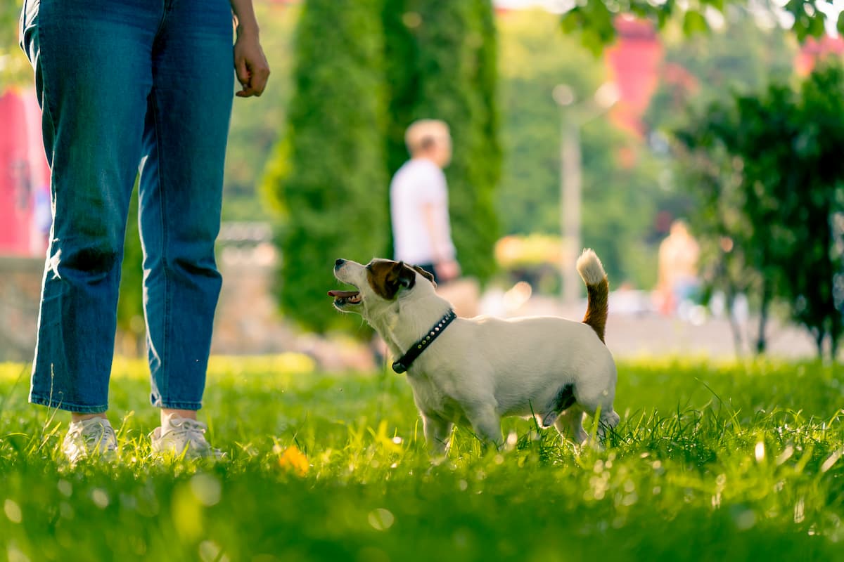 dog following human in park