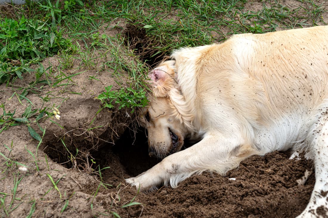 dog digging in dirt