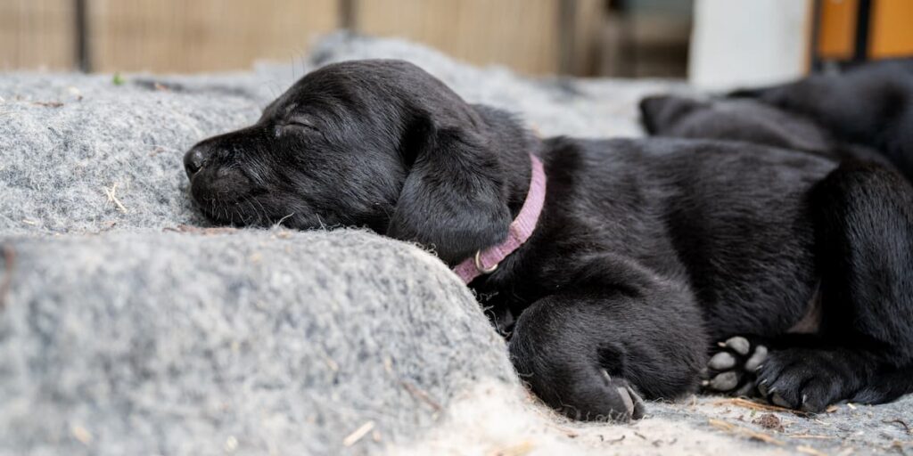 sleeping black lab puppy