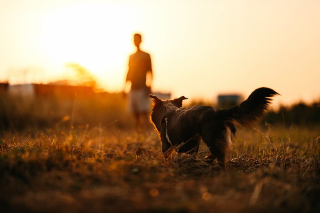 dog following human sunset